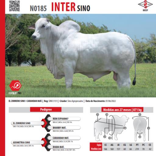 Touro Nelore Inter SINO (N0185)