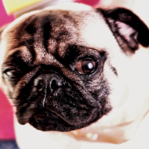 book de animais de estimação por Albert San Martin