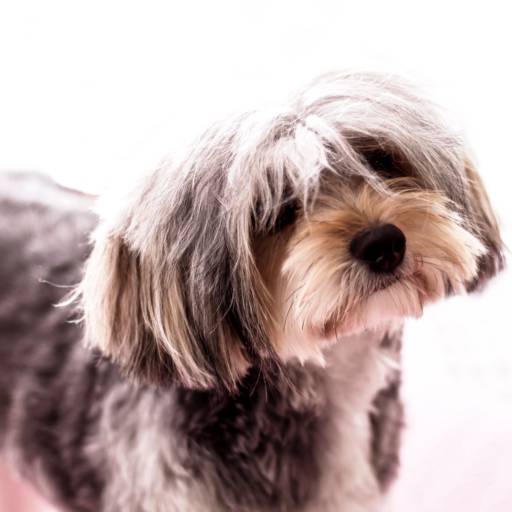 book de animais de estimação por Albert San Martin