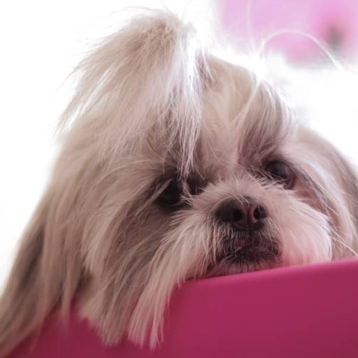 book de animais de estimação por Albert San Martin