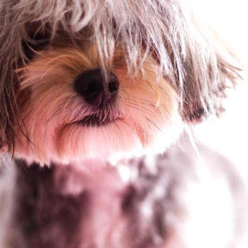 book de animais de estimação por Albert San Martin