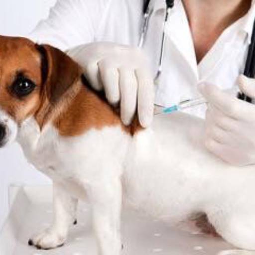Comprar o produto de Montamos um protocolo vacinal para seu pet em A Classificar pela empresa Instituto Saúde Animal em Bauru, SP por Solutudo