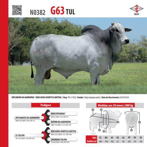 Touro Nelore G63 TUL (N0382)