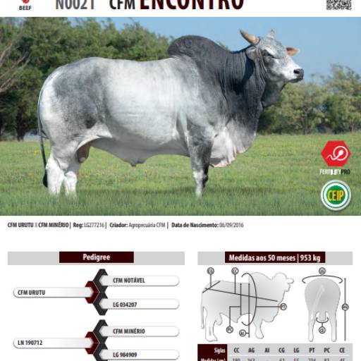 Touro Nelore CEIP CIA Odin HJ (N0031)