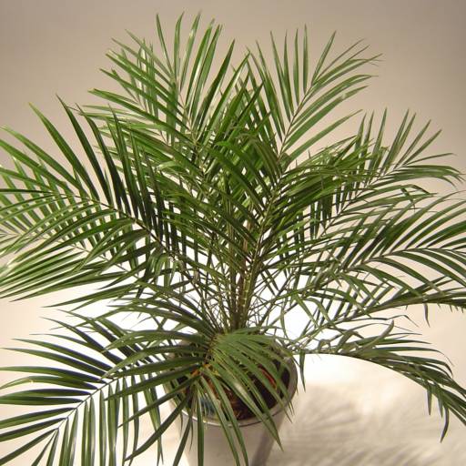 Palmeira Fênix (Phoenix roebelenii) por Solutudo