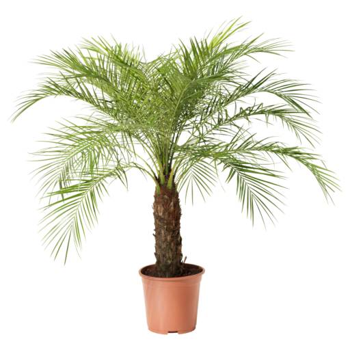 Palmeira Fênix (Phoenix roebelenii) por Solutudo