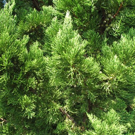 Kaizuka (Juniperus chinensis) por Solutudo