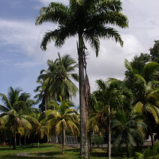 Palmeira Imperial (Roystonea oleracea) por Solutudo