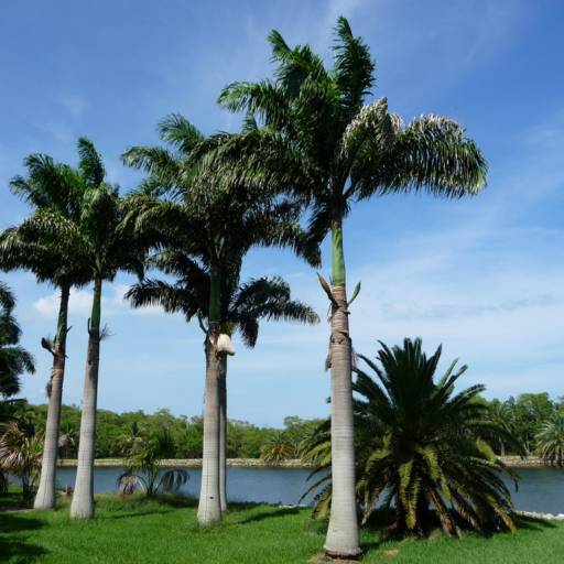 Palmeira Imperial (Roystonea oleracea) por Solutudo