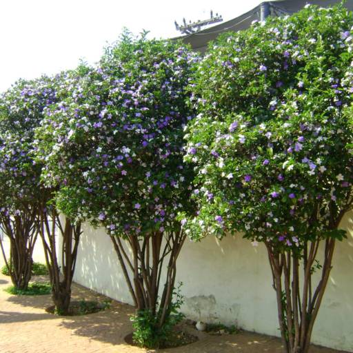 Manacá de cheiro (Brunfelsia uniflora) por Solutudo