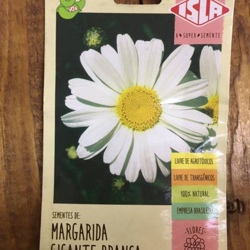 semente margarida branco  em Botucatu, SP por Botucatu Garden