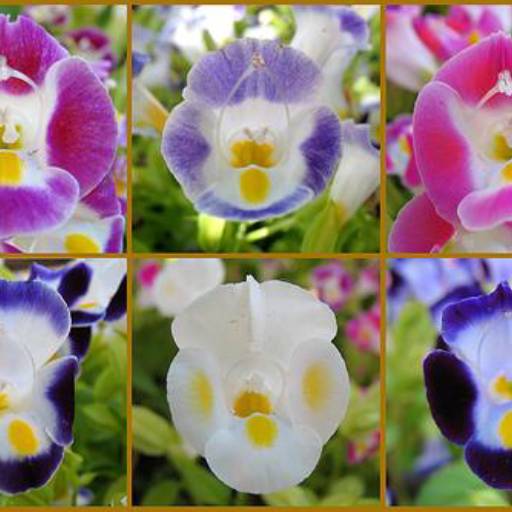 Torrênia (Torenia fournieri) por Flora Camila Paisagismo