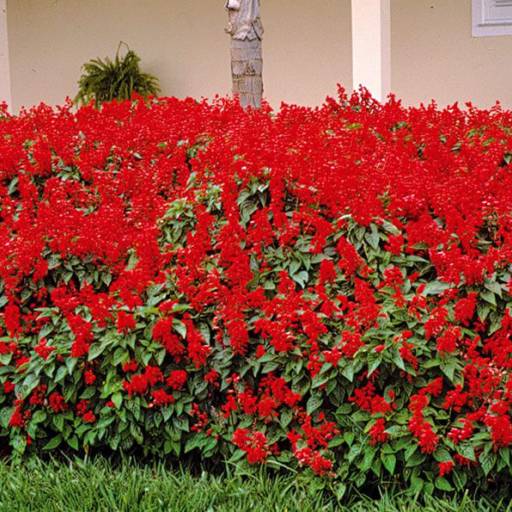 Sálvia (Salvia splendens) por Flora Camila Paisagismo