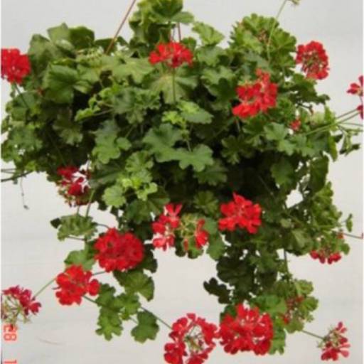 Gerânio pendente (Pelargonium peltatum) por Flora Camila Paisagismo