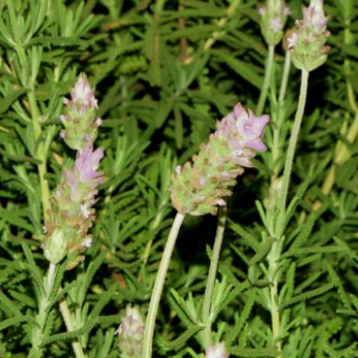 Lavanda (Lavandula angustifolia) por Flora Camila Paisagismo