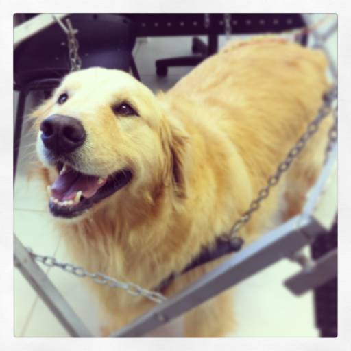 Acupuntura para animais