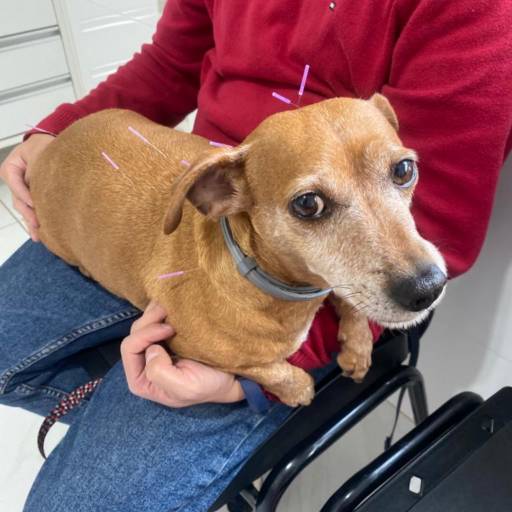 Acupuntura em Botucatu, SP por Vila Chico