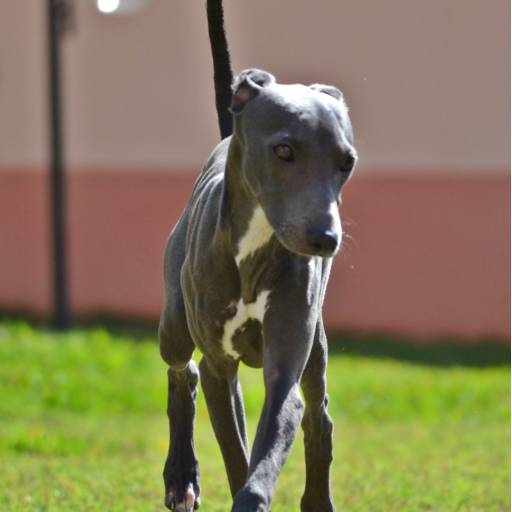 Hotel & Creche - Cães em Botucatu, SP por Vila Chico