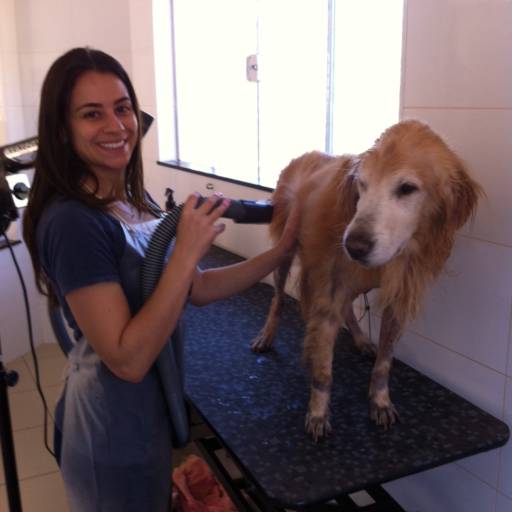 Comprar o produto de Banho e Tosa em Animais pela empresa Vila Chico em Botucatu, SP por Solutudo