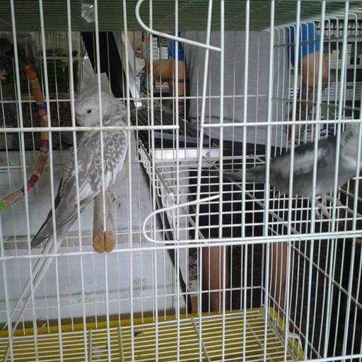 Comprar o produto de Pássaros em Animais pela empresa Tanakao Pet Shop Produtos Agropecuarios Ltda em Valinhos, SP por Solutudo