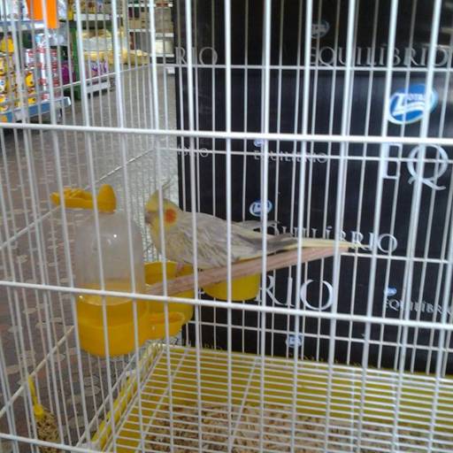 Pássaros por Tanakao Pet Shop Produtos Agropecuarios Ltda