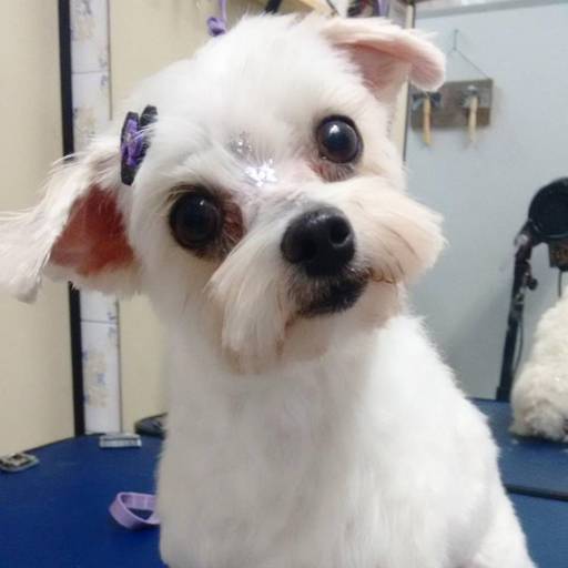 Estou parecendo um machinho com pelo curto, mas sou uma princesinha linda, viu!  por PetShop Family Dog 