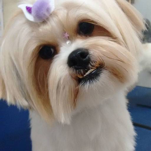 Luna, linda cheirosa e tosada! por PetShop Family Dog 