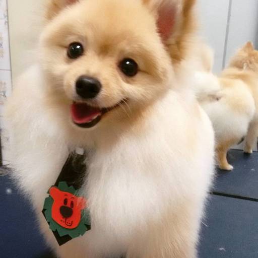 Meu nome é Cookei, sabor leãozinho!  por PetShop Family Dog 