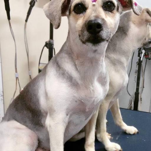 Celi tosadinha, ficou uma gracinha!  por PetShop Family Dog 