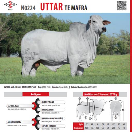 Touro Nelore Uttar TE Mafra (N0224)