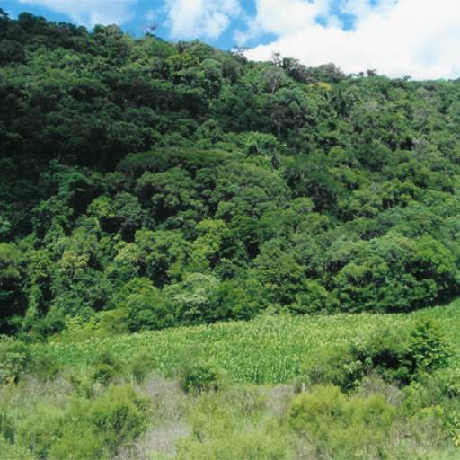 Projetos de SAF na reserva legal (sistema agroflorestal / consorcio de espécies nativas e exóticas na recomposição da reserva legal) em Avaré e Região