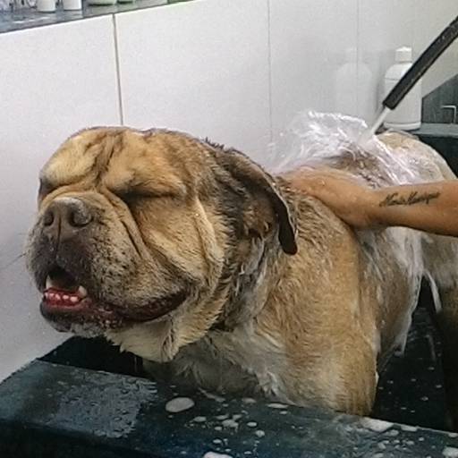 Banho e Tosa em Avaré por Clínica Veterinária Gato.Cão Avaré