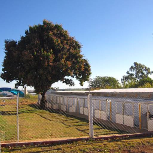 Hospedagem para cães e gatos em Avaré por Clínica Veterinária Gato.Cão Avaré