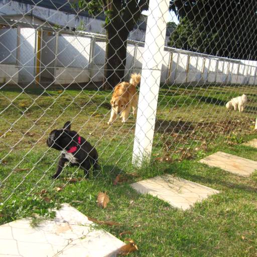 Hospedagem para cães e gatos em Avaré por Clínica Veterinária Gato.Cão Avaré