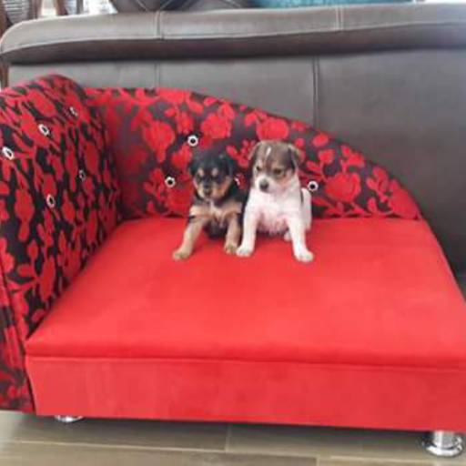 Pet puff (sofa para animais) por Tapeçaria Macri