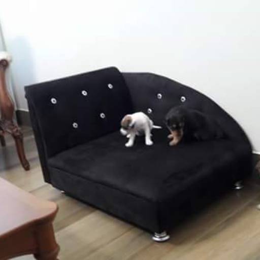 Pet puff (sofa para animais) por Tapeçaria Macri