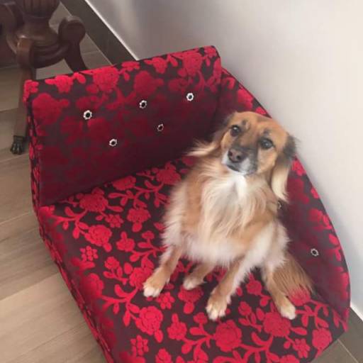 Pet puff (sofa para animais) por Tapeçaria Macri