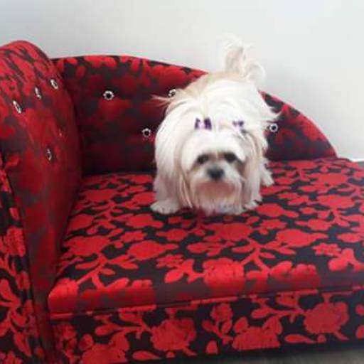 Pet puff (sofa para animais) por Tapeçaria Macri