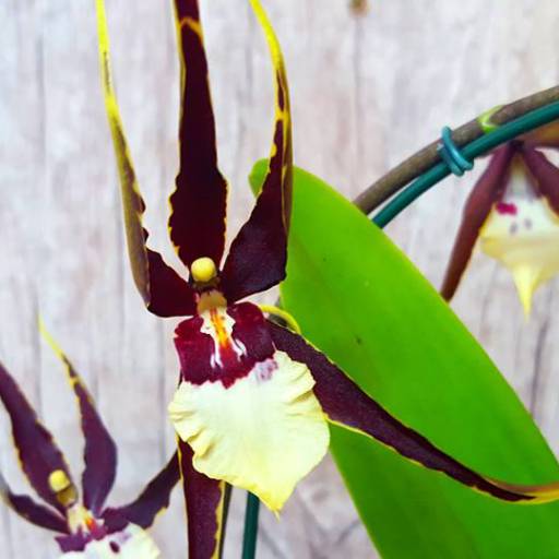 Orquídea