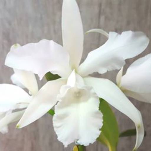 Comprar o produto de Orquídea inteira branca em A Classificar pela empresa Agro Zezo Boituva Ltda em Boituva, SP por Solutudo