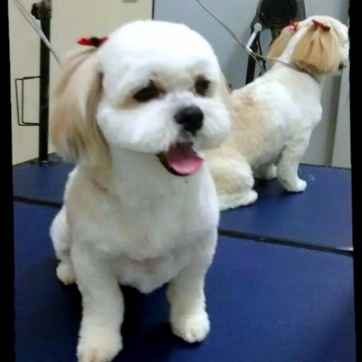 Comprar o produto de Banho e Tosa em A Classificar pela empresa PetShop Family Dog  em Itatiba, SP por Solutudo