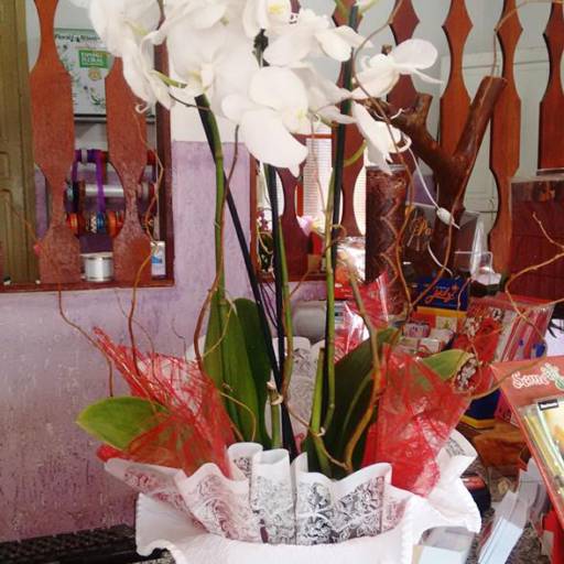 Orquídea em Avaré por Folhas e Flores