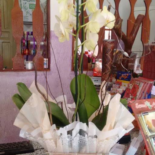 Orquídea em Avaré por Folhas e Flores