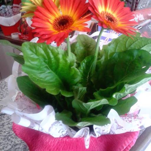 Comprar o produto de Vaso de Flor em Avaré em Mais Categorias pela empresa Folhas e Flores Floricultura em Avaré, SP por Solutudo