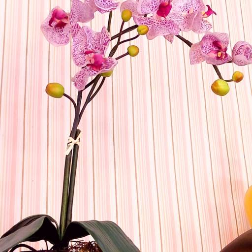 Comprar o produto de Arranjo de Orquídea Real toque em Decoração pela empresa Encantos & Aromas em Itatiba, SP por Solutudo