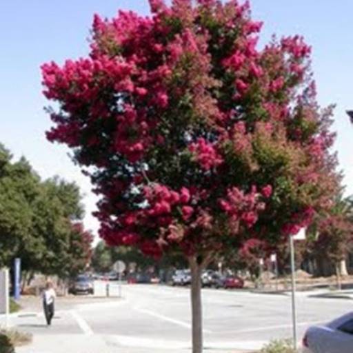 Resedá (Lagerstroemia indica) por Flora Camila Paisagismo
