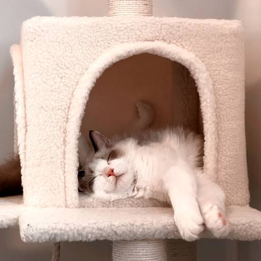 Casinha para Gatos - Conforto e Segurança em São Manuel/SP