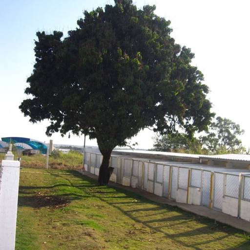 Hotel para cães em Avaré por Clínica Veterinária Gato.Cão Avaré