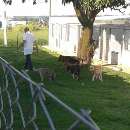 Hotel para cães em Avaré por Clínica Veterinária Gato.Cão Avaré