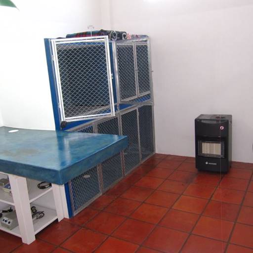 Veterinário  em Avaré por Clínica Veterinária Gato.Cão Avaré